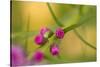 Pink Tiny Flower Buds-Paivi Vikstrom-Stretched Canvas