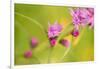 Pink Tiny Flower Buds-Paivi Vikstrom-Framed Photographic Print