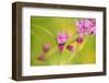 Pink Tiny Flower Buds-Paivi Vikstrom-Framed Photographic Print