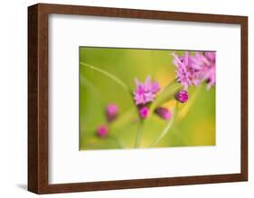 Pink Tiny Flower Buds-Paivi Vikstrom-Framed Photographic Print