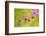 Pink Tiny Flower Buds-Paivi Vikstrom-Framed Photographic Print