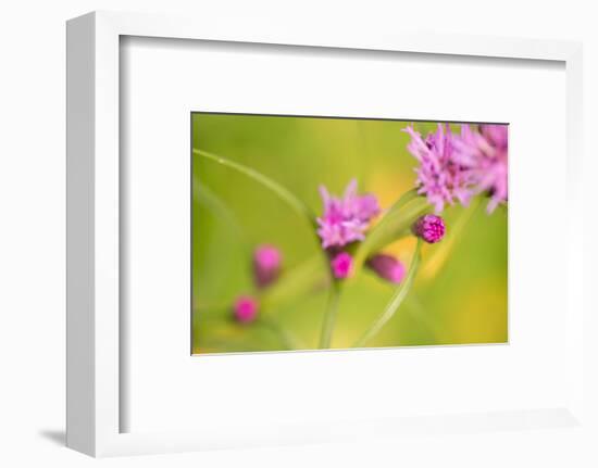 Pink Tiny Flower Buds-Paivi Vikstrom-Framed Photographic Print