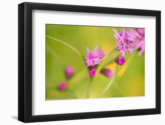 Pink Tiny Flower Buds-Paivi Vikstrom-Framed Photographic Print