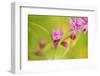 Pink Tiny Flower Buds-Paivi Vikstrom-Framed Photographic Print