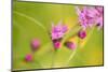 Pink Tiny Flower Buds-Paivi Vikstrom-Mounted Photographic Print