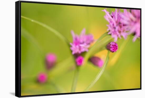 Pink Tiny Flower Buds-Paivi Vikstrom-Framed Stretched Canvas