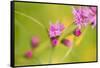 Pink Tiny Flower Buds-Paivi Vikstrom-Framed Stretched Canvas