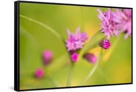 Pink Tiny Flower Buds-Paivi Vikstrom-Framed Stretched Canvas