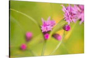 Pink Tiny Flower Buds-Paivi Vikstrom-Stretched Canvas
