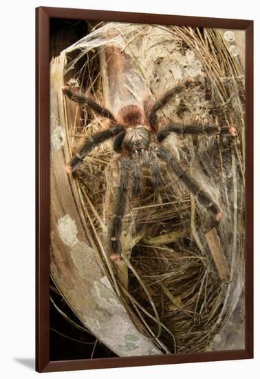 Pink-toed tarantula, Amazonia, Peru-Bolivia border-Nick Garbutt-Framed Photographic Print