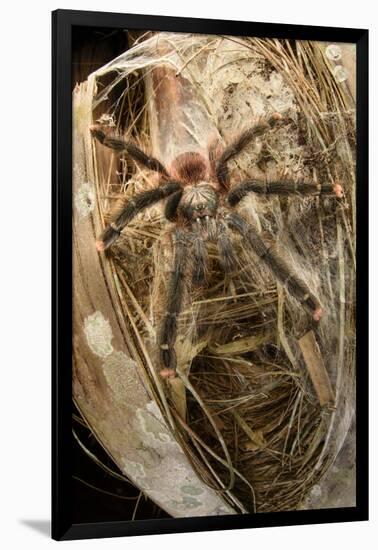 Pink-toed tarantula, Amazonia, Peru-Bolivia border-Nick Garbutt-Framed Photographic Print