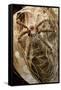 Pink-toed tarantula, Amazonia, Peru-Bolivia border-Nick Garbutt-Framed Stretched Canvas