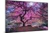 Pink Tree 2-Moises Levy-Mounted Premium Photographic Print