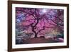 Pink Tree 2-Moises Levy-Framed Photographic Print