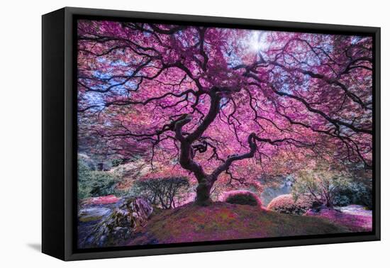 Pink Tree 2-Moises Levy-Framed Stretched Canvas