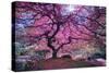 Pink Tree 2-Moises Levy-Stretched Canvas