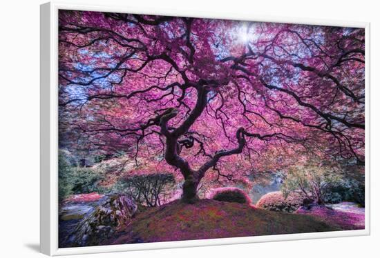 Pink Tree 2-Moises Levy-Framed Photographic Print