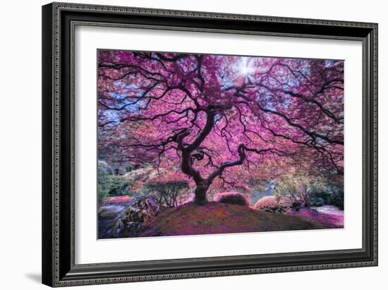 Pink Tree 2-Moises Levy-Framed Photographic Print