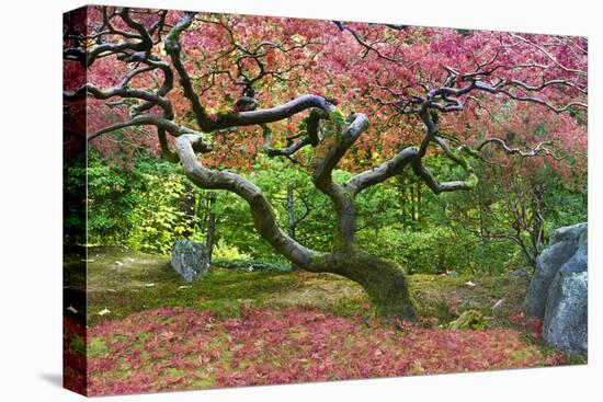 Pink Tree-Moises Levy-Stretched Canvas