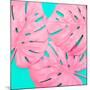 Pink Tropical Palm Leaves of Monstera in Vibrant Bold Color on Turquoise Background-Katya Havok-Mounted Photographic Print