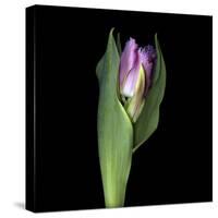 Pink Tulip 1-Magda Indigo-Stretched Canvas