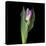 Pink Tulip 1-Magda Indigo-Stretched Canvas