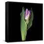 Pink Tulip 1-Magda Indigo-Framed Stretched Canvas