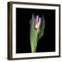 Pink Tulip 1-Magda Indigo-Framed Photographic Print