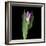 Pink Tulip 1-Magda Indigo-Framed Photographic Print