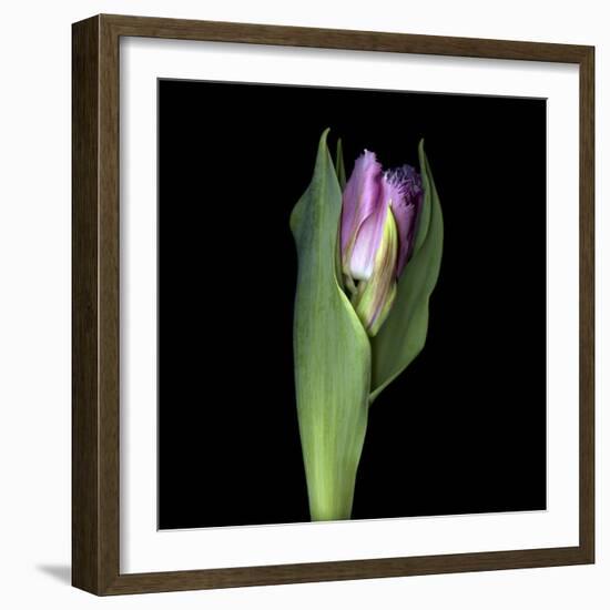 Pink Tulip 1-Magda Indigo-Framed Photographic Print