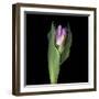 Pink Tulip 1-Magda Indigo-Framed Photographic Print