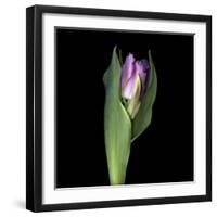 Pink Tulip 1-Magda Indigo-Framed Photographic Print