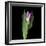 Pink Tulip 1-Magda Indigo-Framed Photographic Print