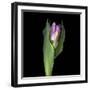 Pink Tulip 1-Magda Indigo-Framed Photographic Print