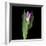 Pink Tulip 1-Magda Indigo-Framed Photographic Print