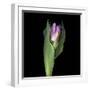 Pink Tulip 1-Magda Indigo-Framed Photographic Print