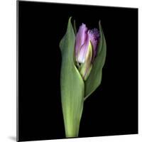 Pink Tulip 1-Magda Indigo-Mounted Photographic Print