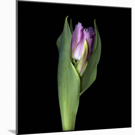 Pink Tulip 1-Magda Indigo-Mounted Photographic Print