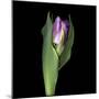 Pink Tulip 1-Magda Indigo-Mounted Photographic Print