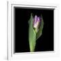 Pink Tulip 1-Magda Indigo-Framed Photographic Print