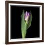 Pink Tulip 1-Magda Indigo-Framed Photographic Print