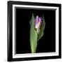 Pink Tulip 1-Magda Indigo-Framed Photographic Print