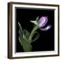 Pink Tulip 2-Magda Indigo-Framed Photographic Print