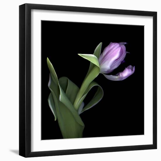 Pink Tulip 2-Magda Indigo-Framed Photographic Print