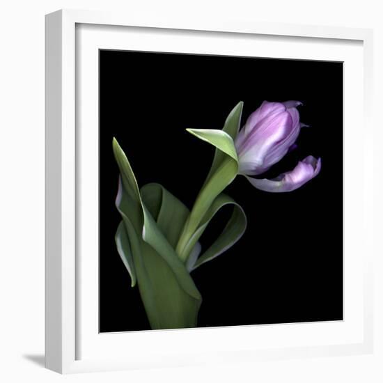 Pink Tulip 2-Magda Indigo-Framed Photographic Print