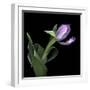 Pink Tulip 2-Magda Indigo-Framed Photographic Print