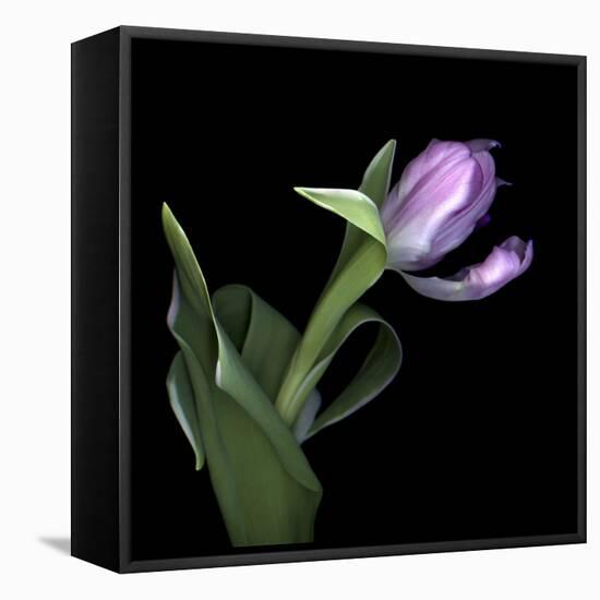 Pink Tulip 2-Magda Indigo-Framed Stretched Canvas