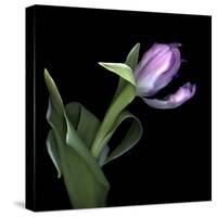 Pink Tulip 2-Magda Indigo-Stretched Canvas