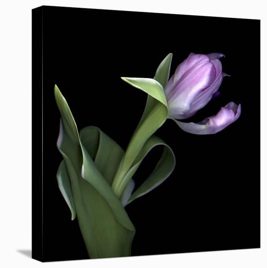 Pink Tulip 2-Magda Indigo-Stretched Canvas