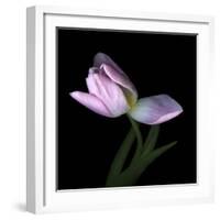 Pink Tulip 3-Magda Indigo-Framed Photographic Print